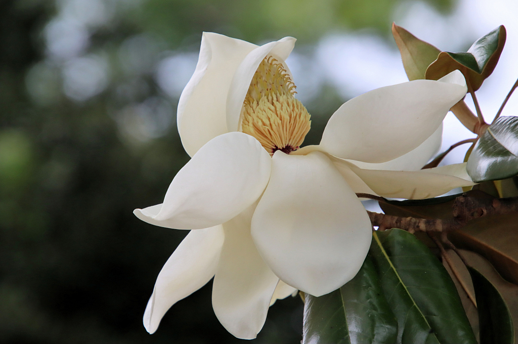 Magnolia