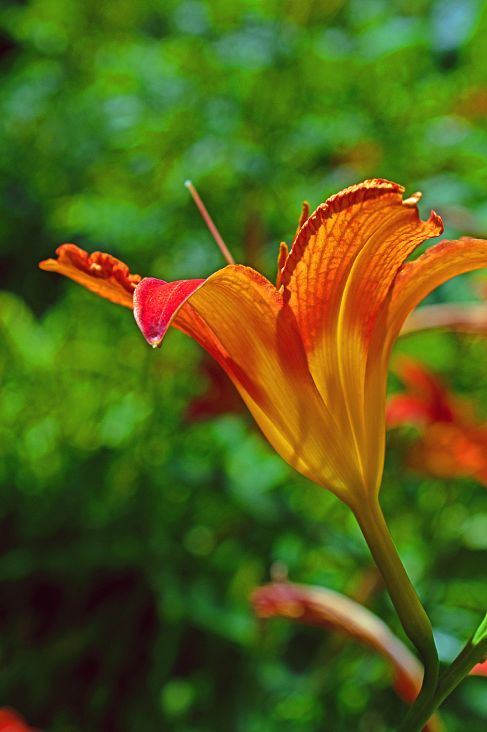 Orange Day Lily Backlit