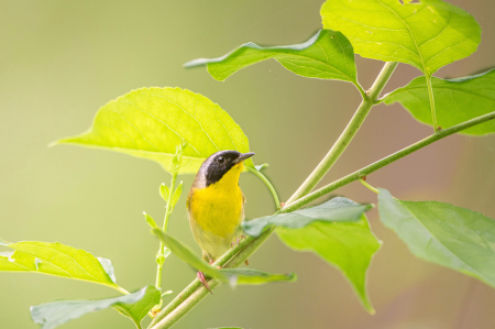 The Common Yellow Throat