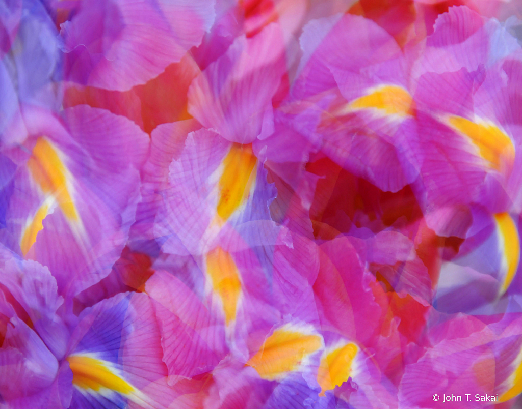 Dancing Yellow Petals - ID: 15932083 © John T. Sakai