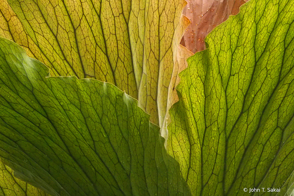 Striated Leaves - ID: 15932085 © John T. Sakai