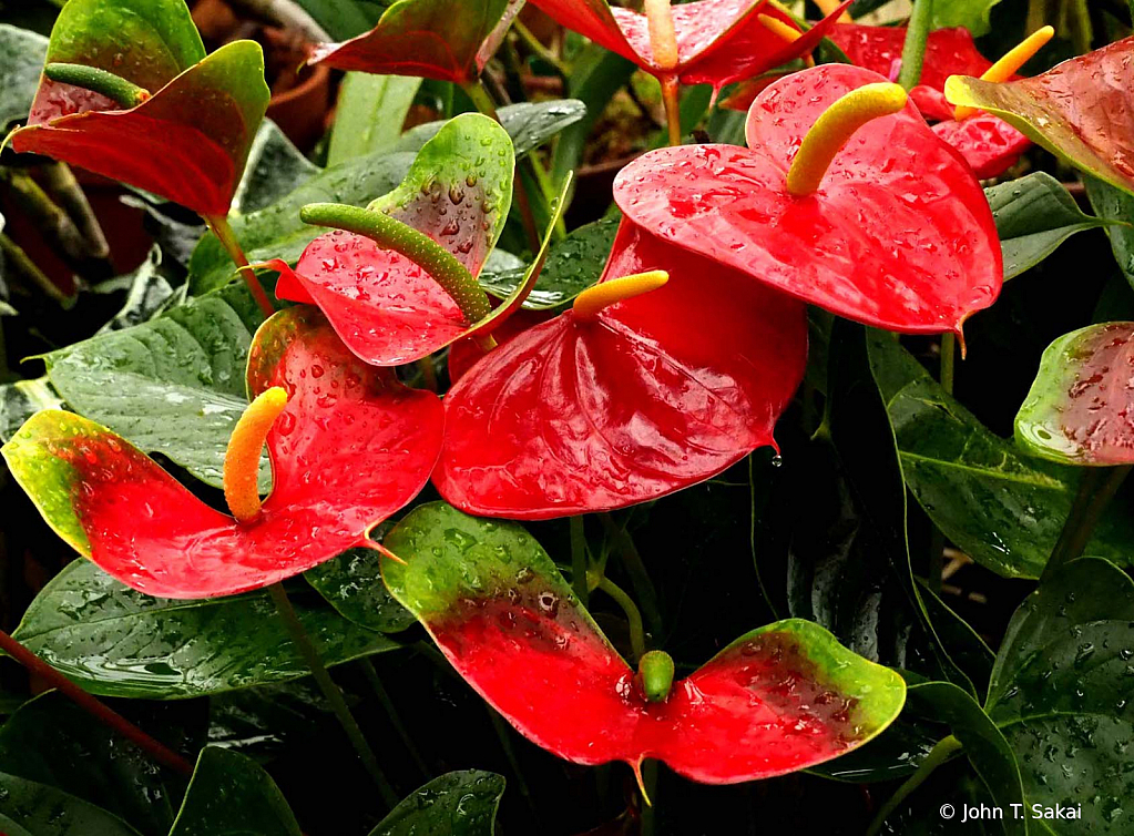 Anthuriums - ID: 15932089 © John T. Sakai