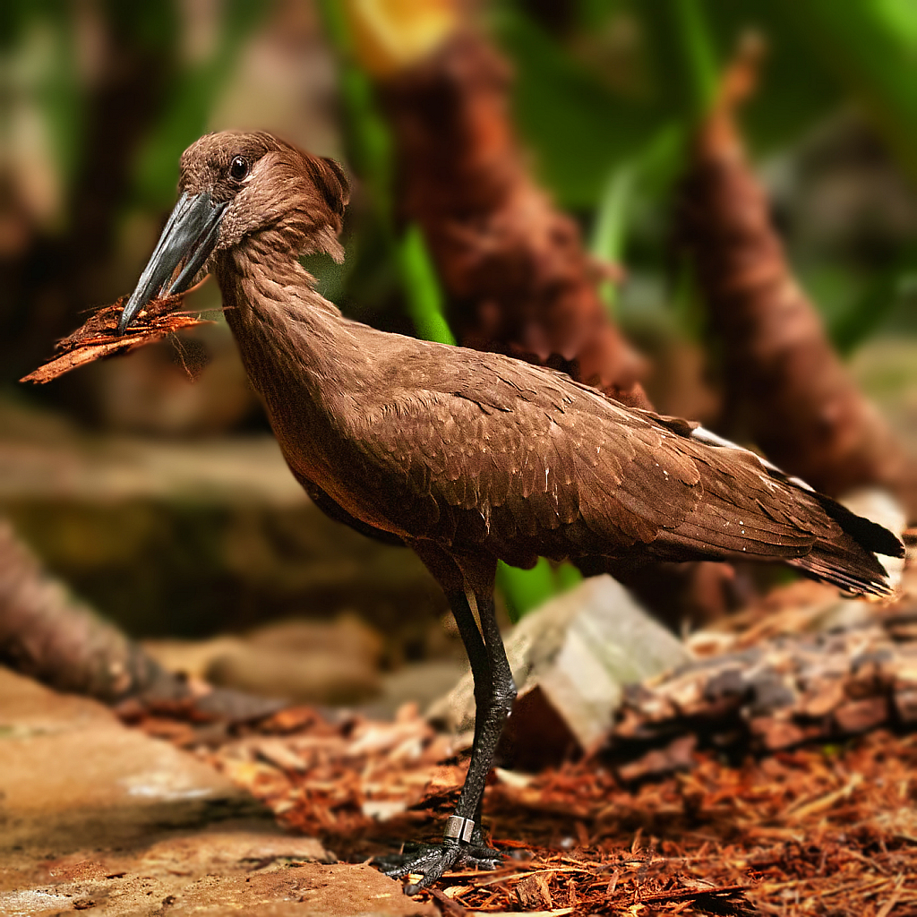 Hammerkop - ID: 15932052 © Janet Criswell