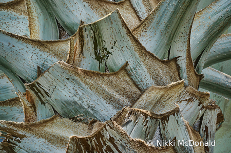 Trunk Detail - Bismarck Palm