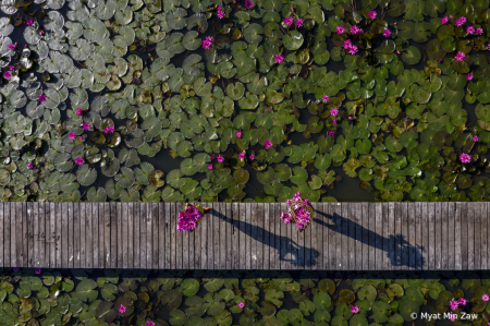 lotus farmers