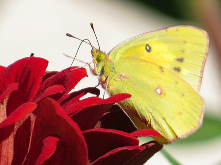 Red and Yellow