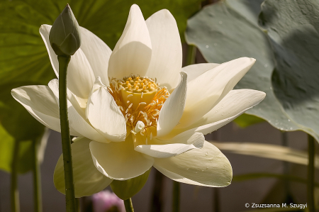 Lotus in pond