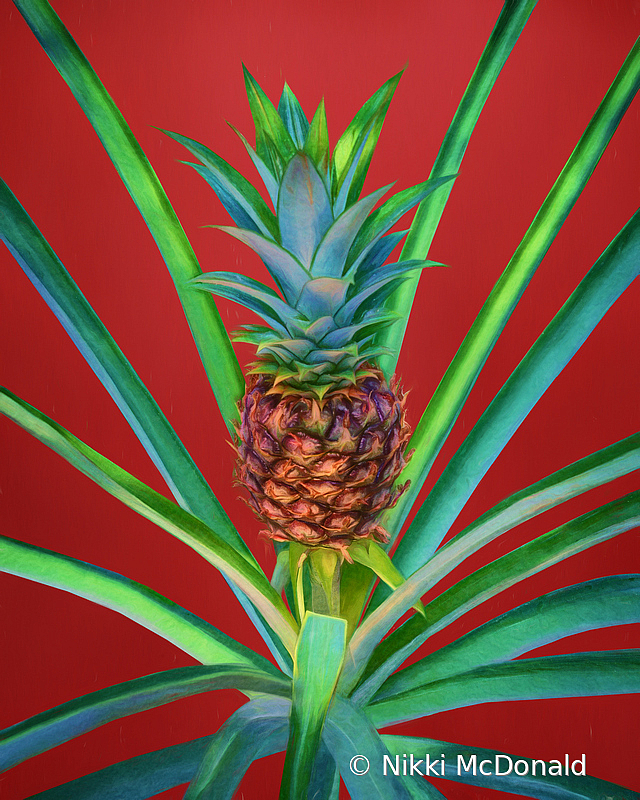 Pineapple on Red