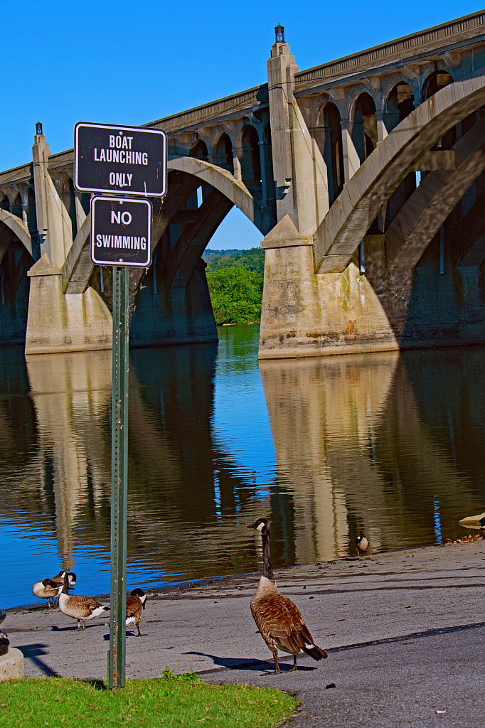 No Swimming Geese