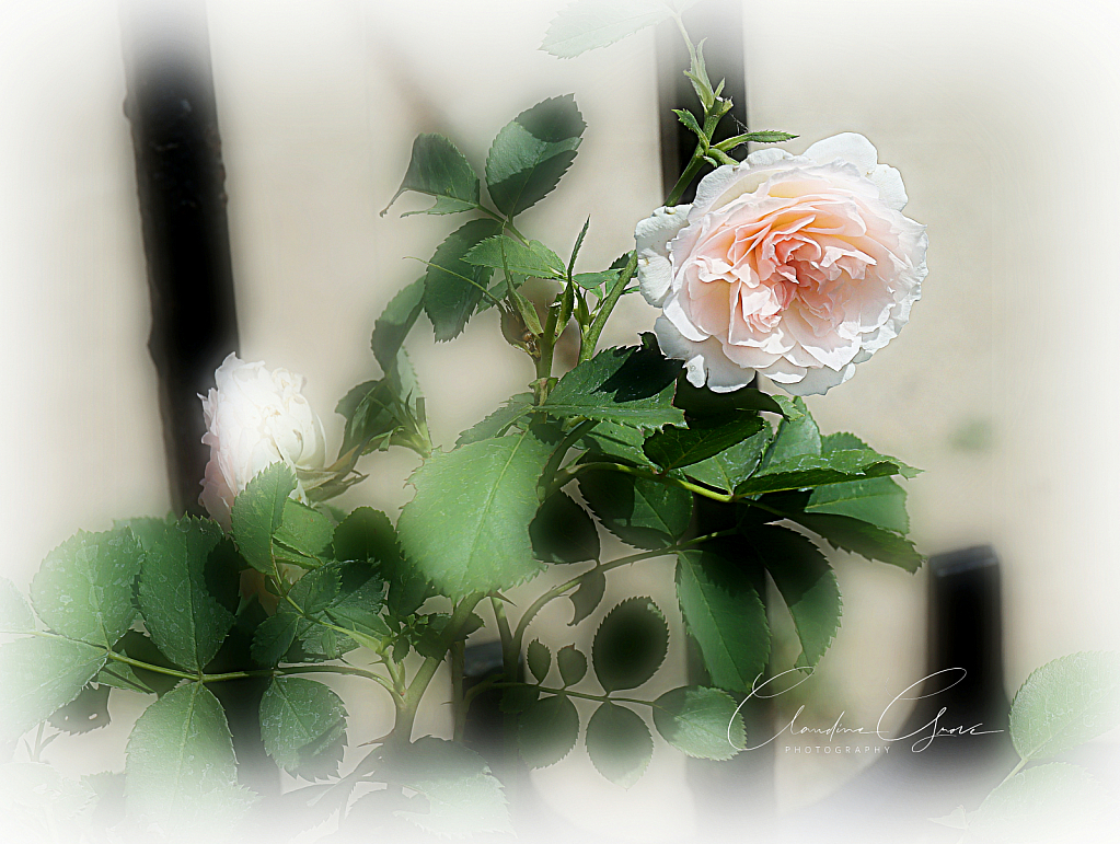 Dreamy Rose on a Fence