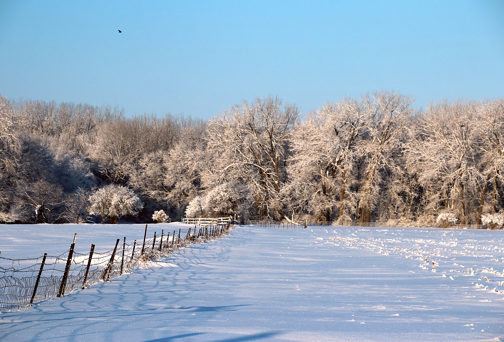 Winter Fence