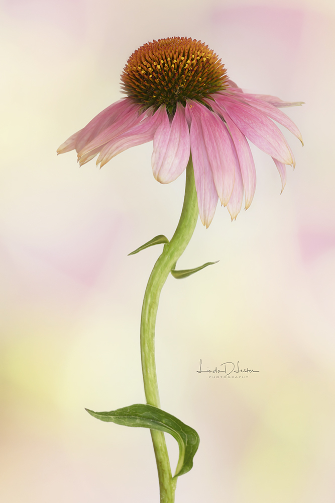 Coneflower Dance