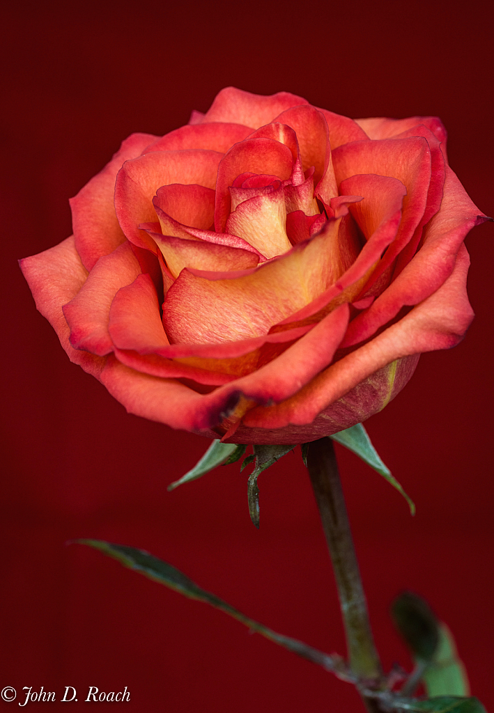 A Rose for Emily - ID: 15932322 © John D. Roach