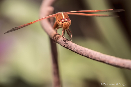 Red dragonfly