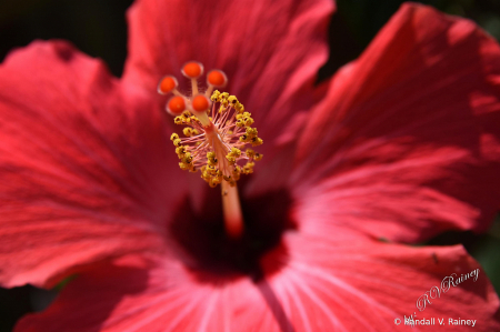 My Red Hibiscus Bloom macro