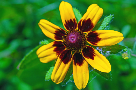 Rudbeckia