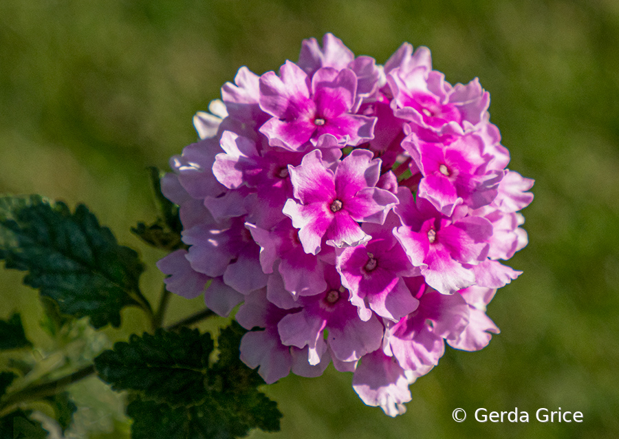 Pink and White Verbena