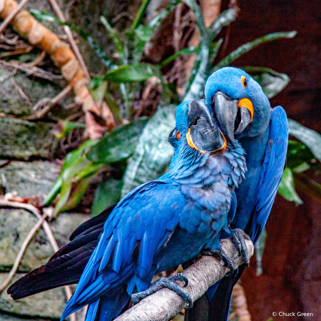 Fine Feathered Friends