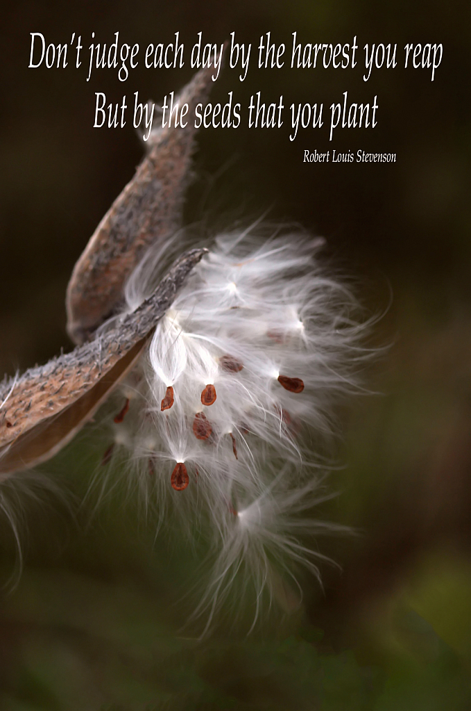 The Seeds You Plant