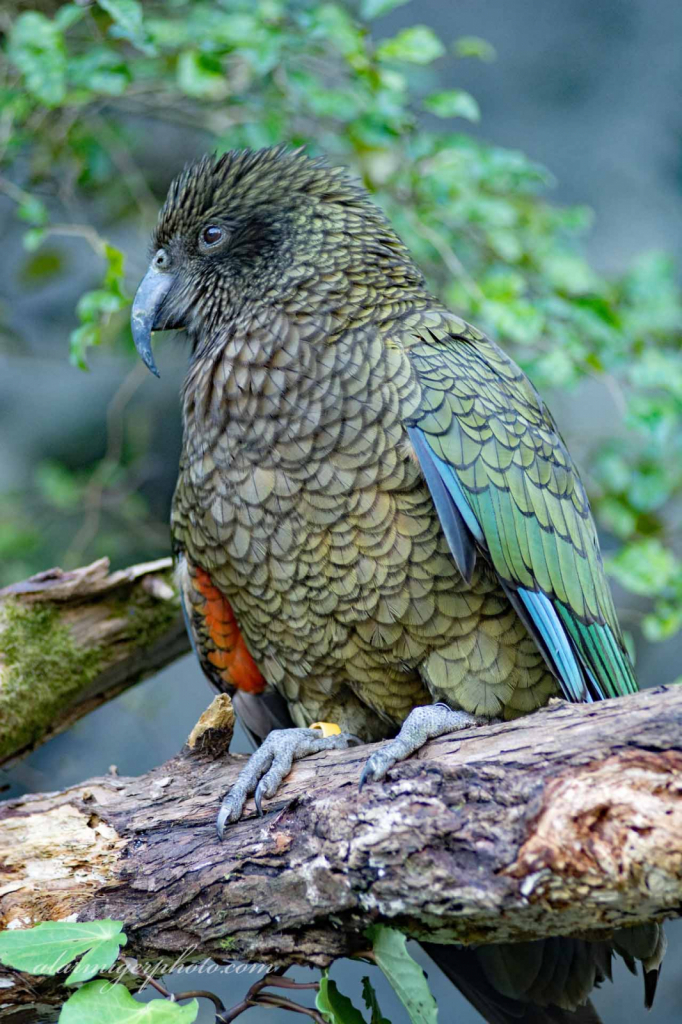 New Zealand Kea Parrot - ID: 15932499 © al armiger