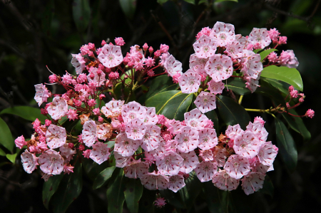 Mountain Laurel