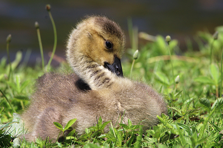 Gosling 2