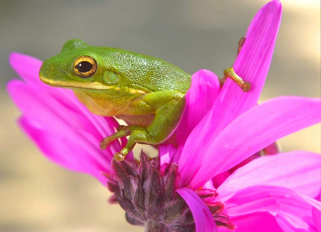 Pink Flowers is Frog is G. G. Leger