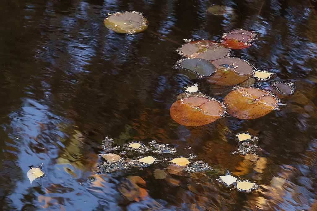 Wind brush strokes in the pond