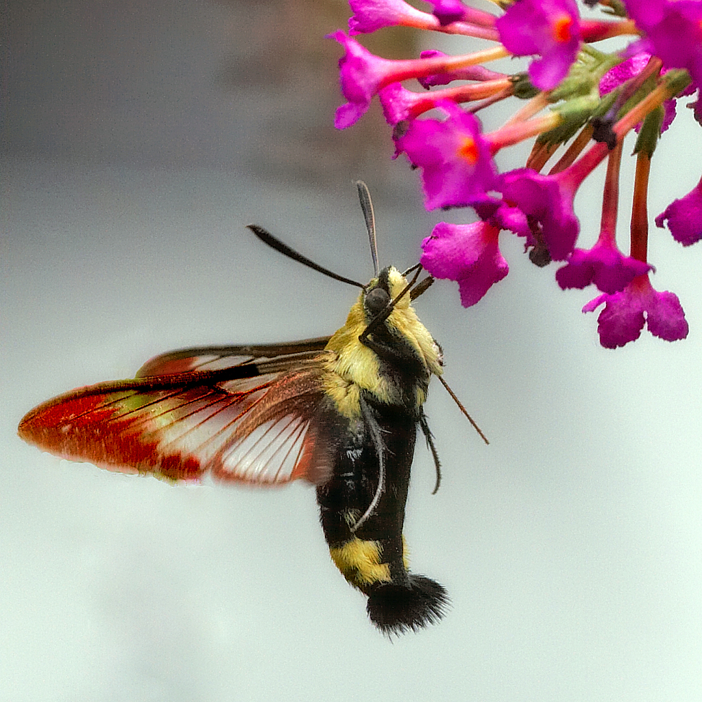 Hawk Moth - ID: 15933177 © Janet Criswell