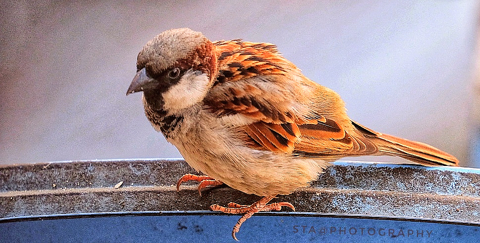 Resting Sparrow
