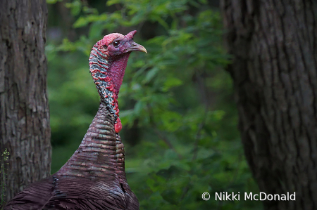 Turkey in the Woods