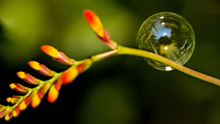 Bubble on a Crocosmia Flower