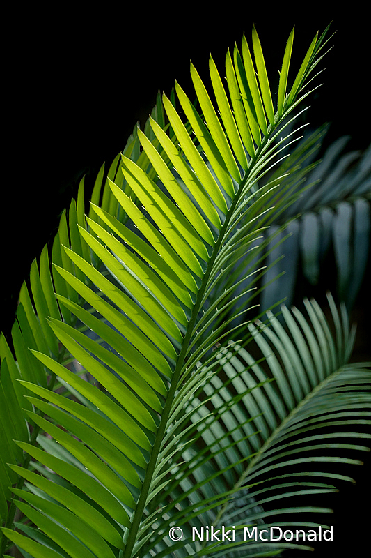 Palm Fronds