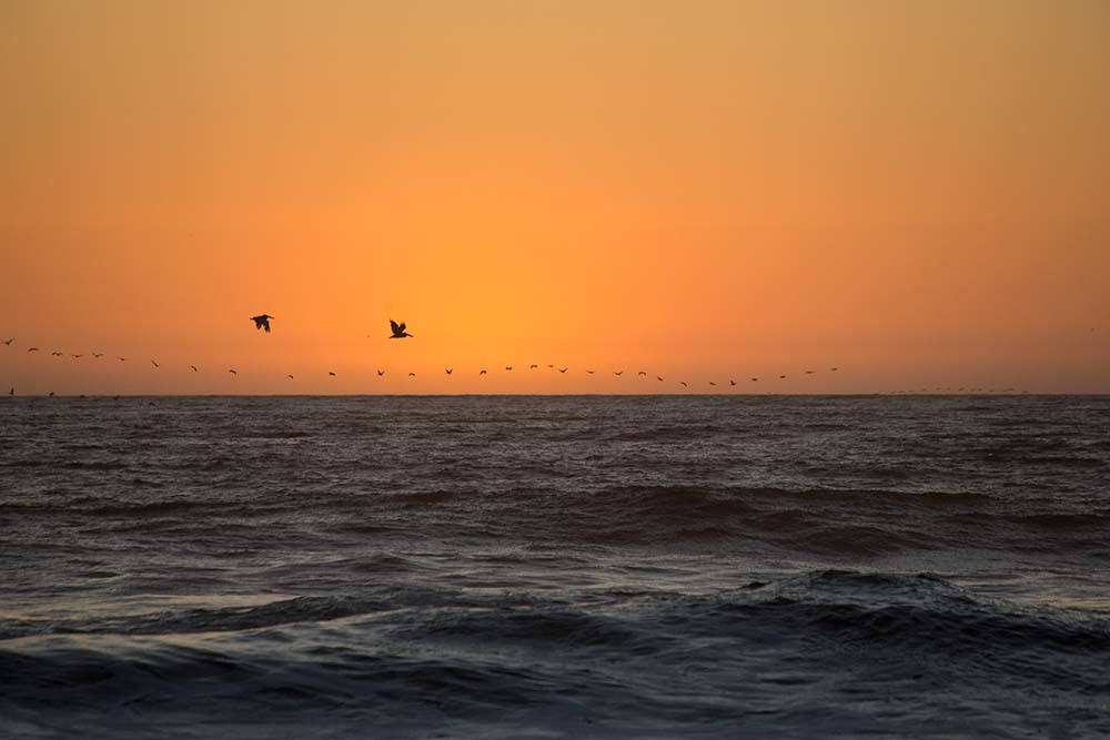 Flying at Sunset - ID: 15933399 © Pat Powers