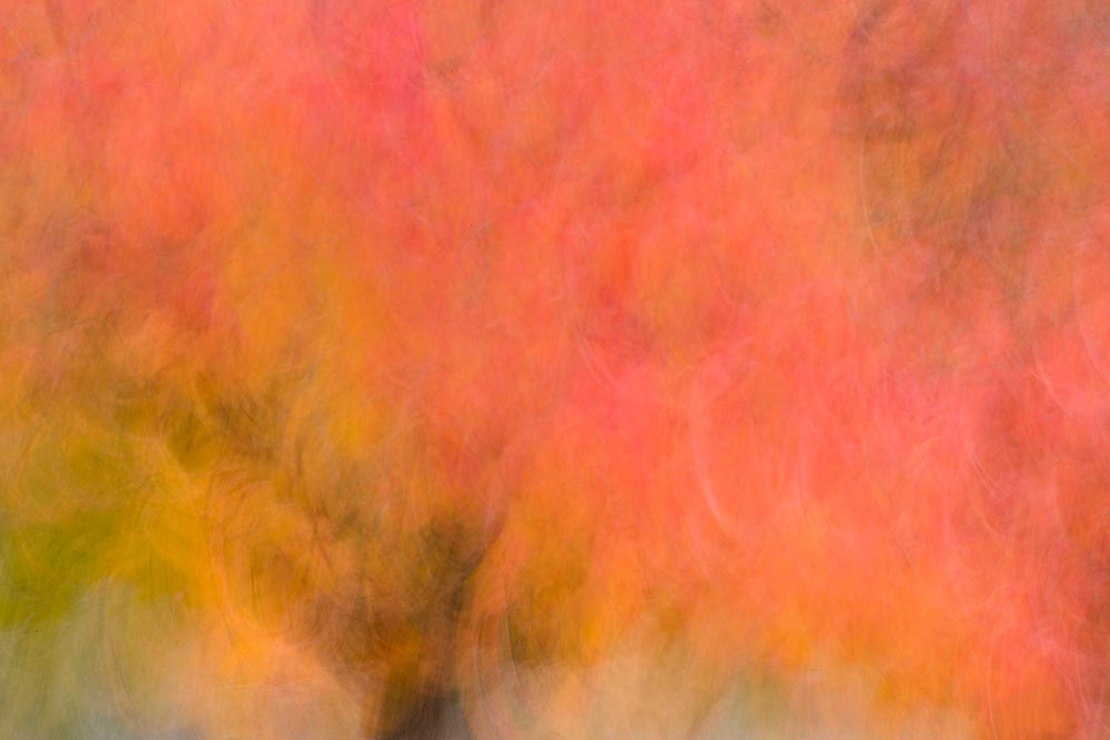 Fall Tree - ID: 15933400 © Pat Powers