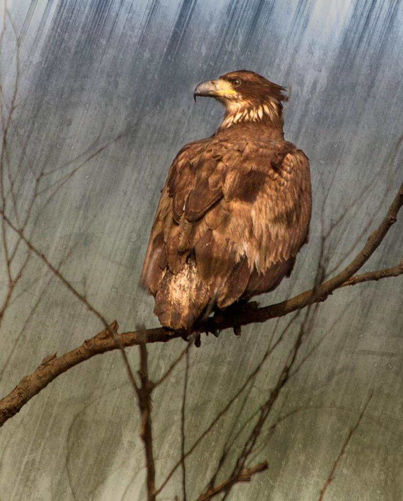Juvenile Bald Eagle - ID: 15933404 © Pat Powers