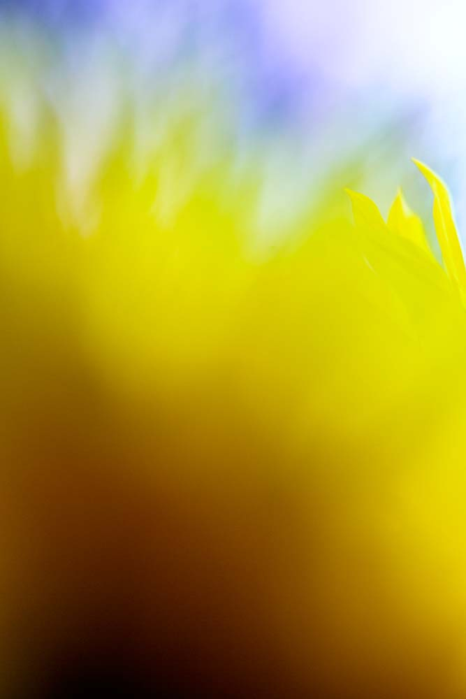 Abstract Sunflower #1 - ID: 15933406 © Pat Powers