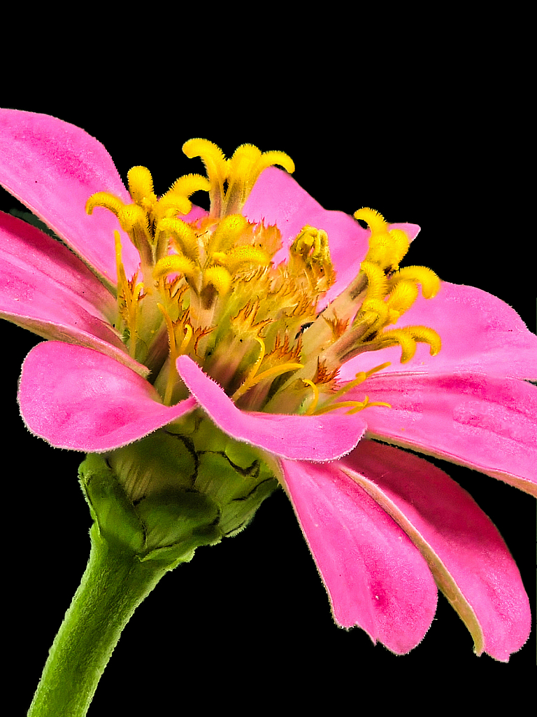 Zinnia, Focus Stacking - ID: 15933367 © Janet Criswell