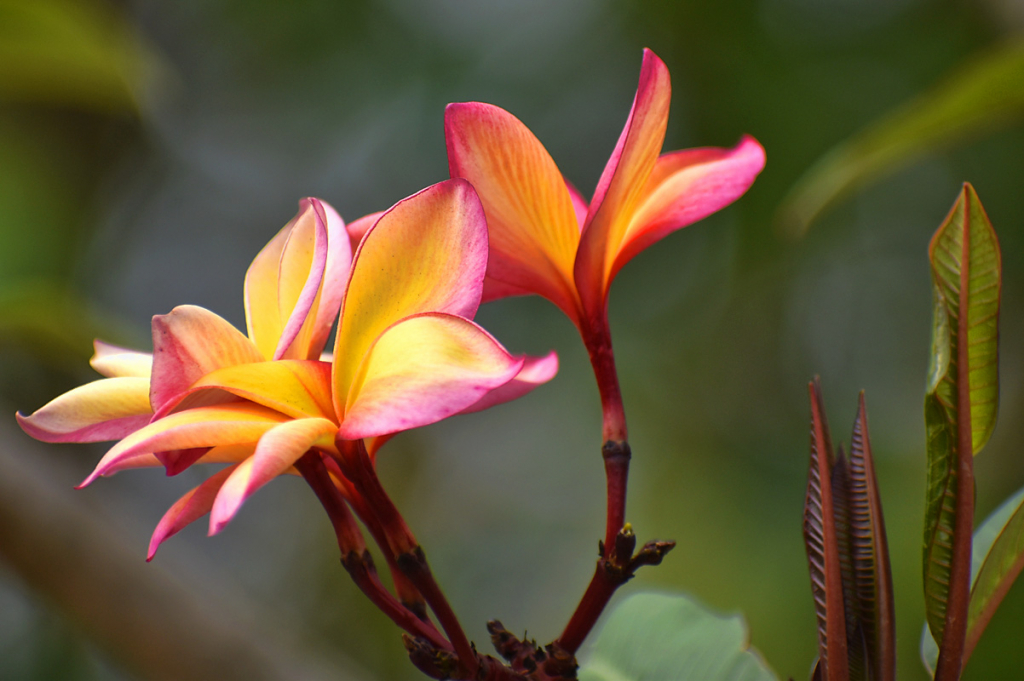 PRETTY FLOWERS