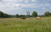 Cows!