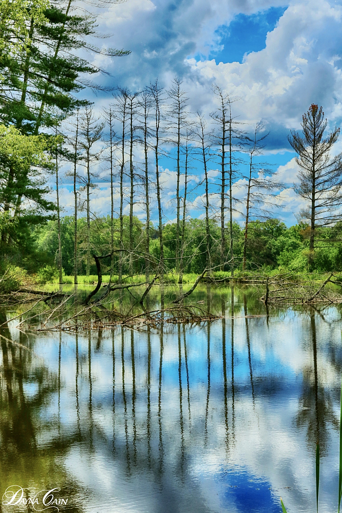 Nature’s Mirror