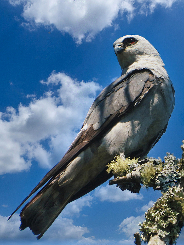 Mississippi Kite - ID: 15933454 © Janet Criswell