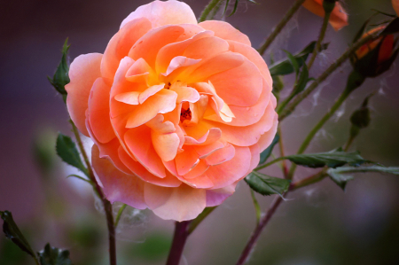 Rose Blooming Beautifully