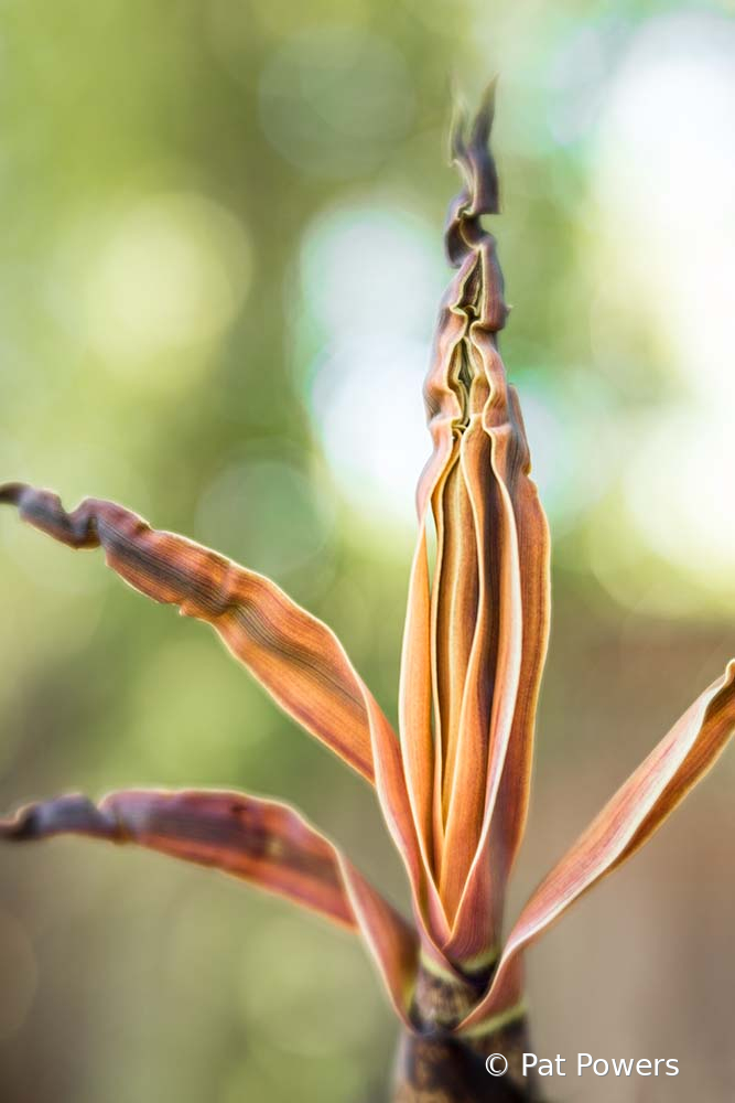 Blooming Bamboo - ID: 15933478 © Pat Powers