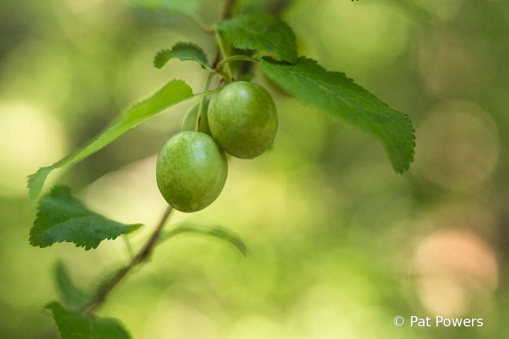 Spring - ID: 15933480 © Pat Powers