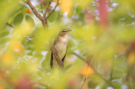 Red Eyed Vireo through the Leaves