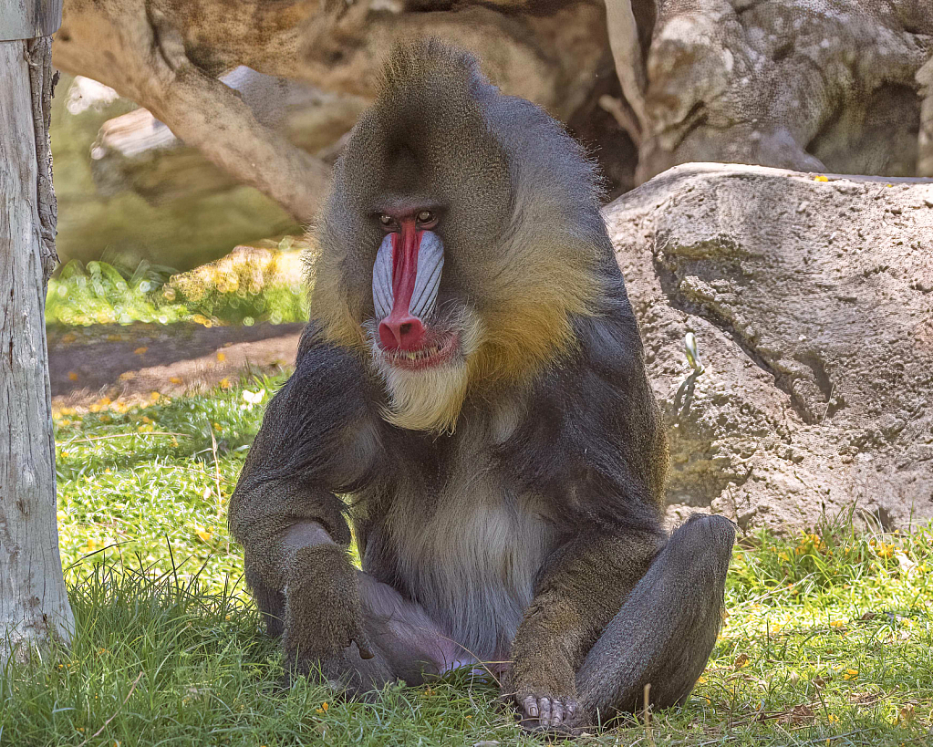 Mandrill Baboon at the Phoenix Zoo  - ID: 15932657 © William S. Briggs