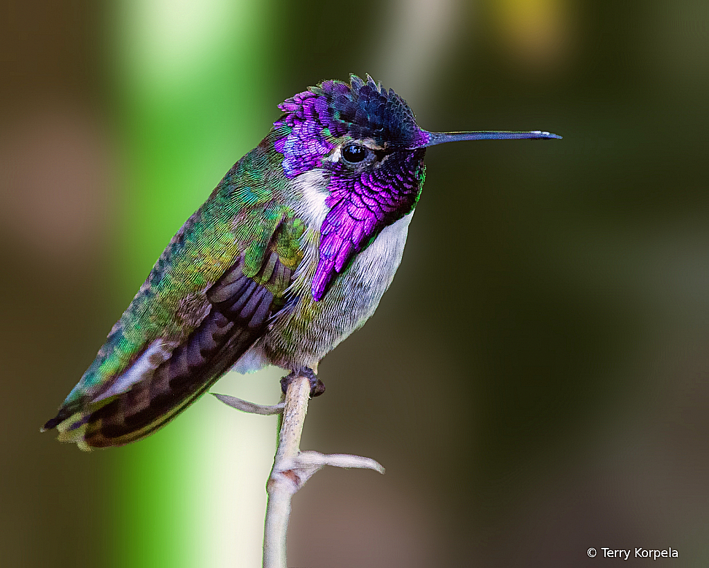 Costa's Hummingbird - ID: 15932736 © Terry Korpela