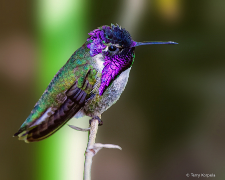 Costa's Hummingbird