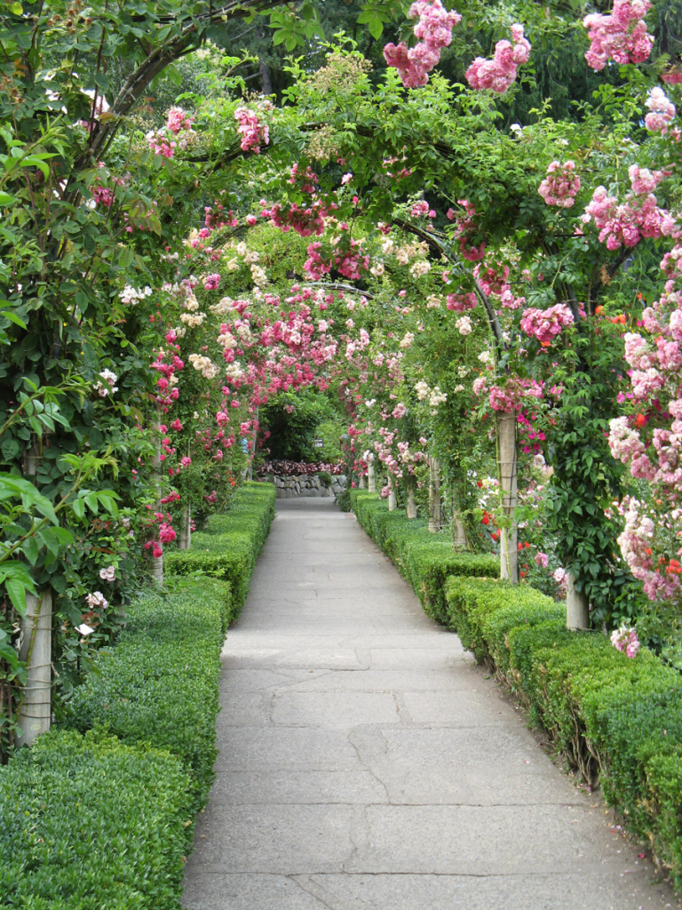 Through The Rose Arbour